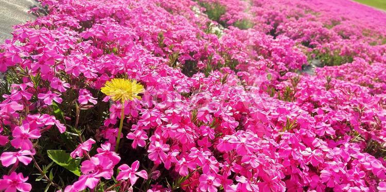 たんぽぽと芝桜 コピースペース,芝桜,たんぽぽの写真素材