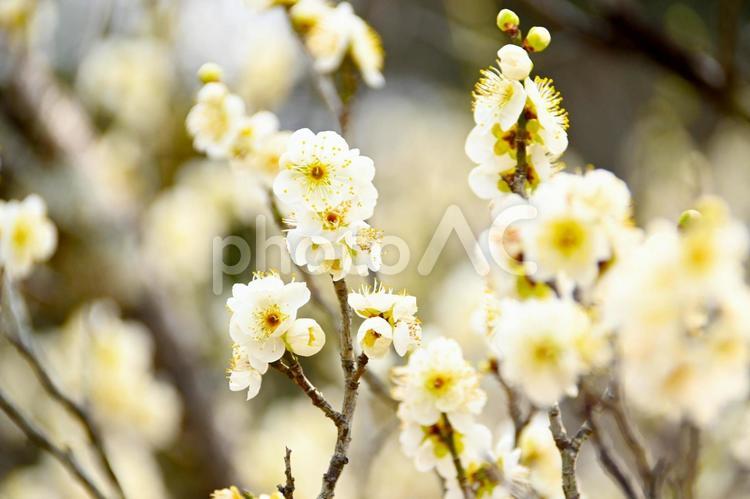 梅園の白い梅の花 梅,花,梅林の写真素材