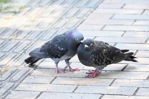 A happy pigeon couple, JPG A happy pigeon couple, JPG
