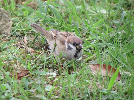 草の実を食べるスズメe 草の実を食べるスズメe スズメ,小鳥,雀の写真素材