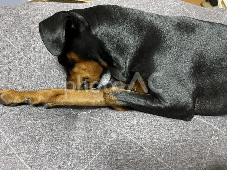 鼻を隠して寝る犬 犬,ミニチュアピンシャー,ペットの写真素材
