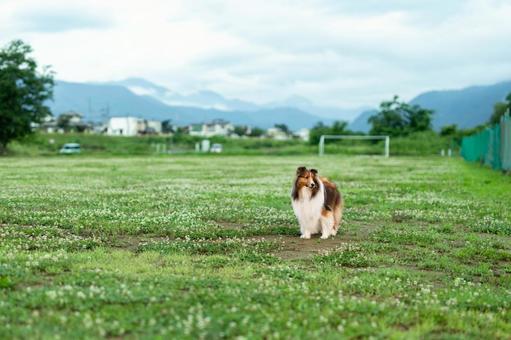 麗 レイ 麗 レイの写真