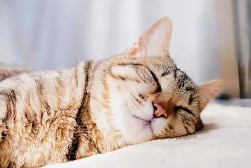幸せな顔で眠る猫 幸せな顔で眠る猫 ねこ,動物,ペットの写真素材