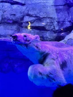 泳ぐシロクマ 泳ぐシロクマの写真