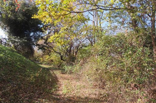 秋色に染まる雑木林の散歩道 秋,森,小道の写真素材