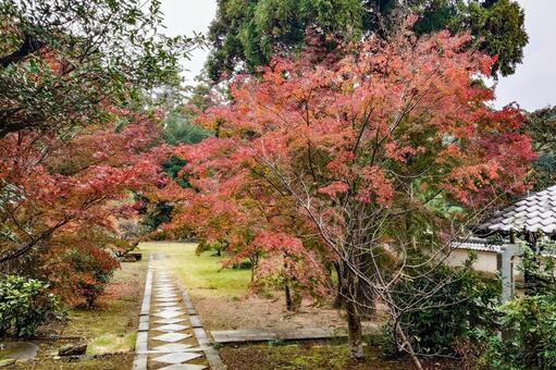 天祐寺の紅葉 天祐寺,諫早,お寺の写真素材