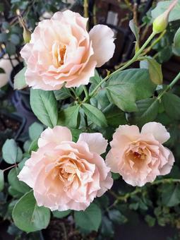 ベランダのバラ・ニューウェーブ ベランダのバラ・ニューウェーブ バラ,薔薇,ニューウェーブの写真素材