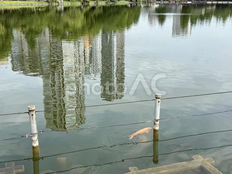 上野不忍池　反射したビルと鯉 鯉,風景,上野の写真素材