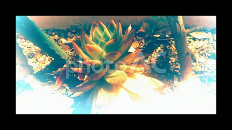 多肉植物を地植えに オーナメント（アート）,カード,クリスマスの写真素材