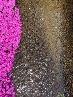 川辺にシバザクラの写真