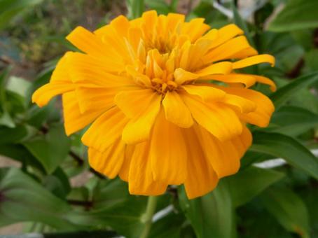 [Flower photo] Zinnia elegans, JPG