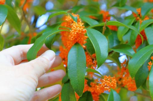キンモクセイ　花　手 キンモクセイ,金木犀,木の写真素材