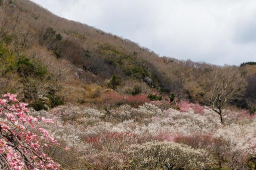 カラフルな梅林のある風景 梅,迎春,梅の花の写真素材