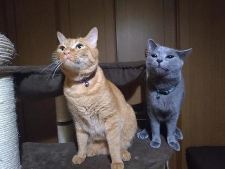 ロシアンブルーと茶トラ猫 ロシアンブルーと茶トラ猫の写真
