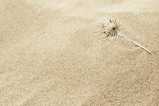 砂漠と貝殻 砂漠,貝殻,砂の写真素材