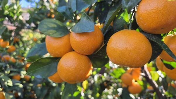 和歌山県のみかん畑 美しい,カラフル,自然の写真素材