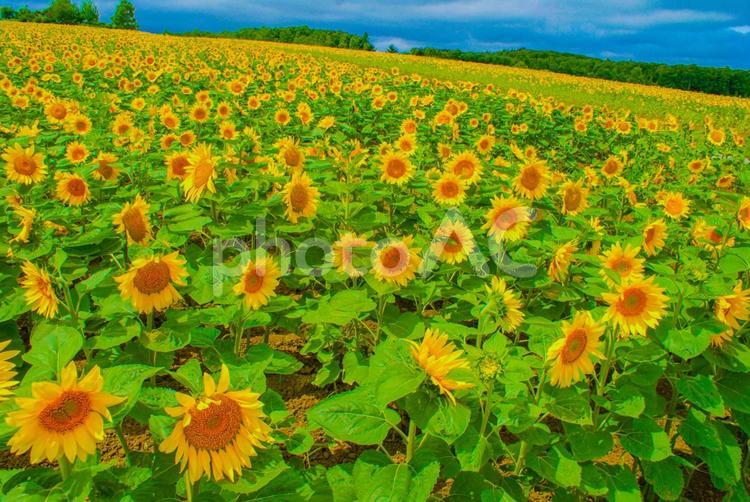 ひまわり畑（北海道） ひまわり畑,ひまわり,サンフラワーの写真素材