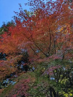 もみじ もみじ,紅葉,秋の写真素材