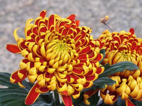 晩秋を彩る菊の華やぎ 菊,季節の挨拶,秋の彩りの写真素材