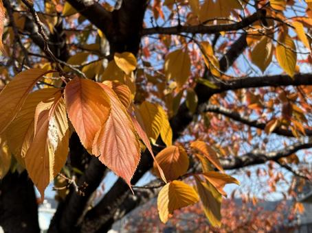 街の紅葉① 紅葉,秋,サクラの写真素材