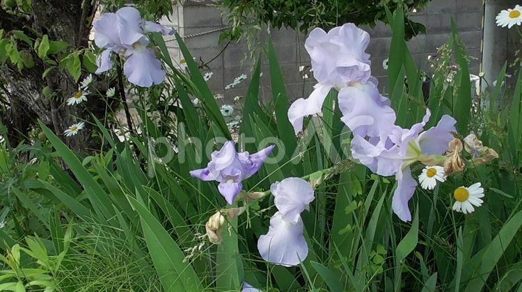 アヤメとヒナギク 春,花,自然の写真素材