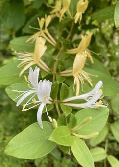つる植物の花 つる植物の花 初夏,蔓,花の写真素材