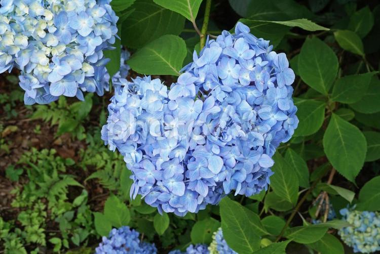 梅雨のあじさい あじさい,アジサイ,紫陽花の写真素材