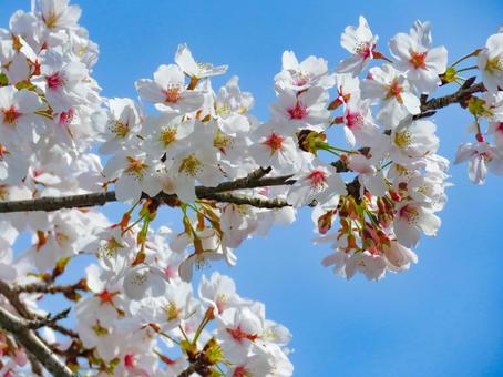 春イメージ〜満開の桜のアップ 春イメージ〜満開の桜のアップ 桜,春イメージ,ソメイヨシノの写真素材