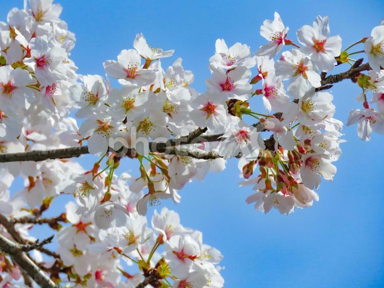 春イメージ〜満開の桜のアップ 桜,春イメージ,ソメイヨシノの写真素材