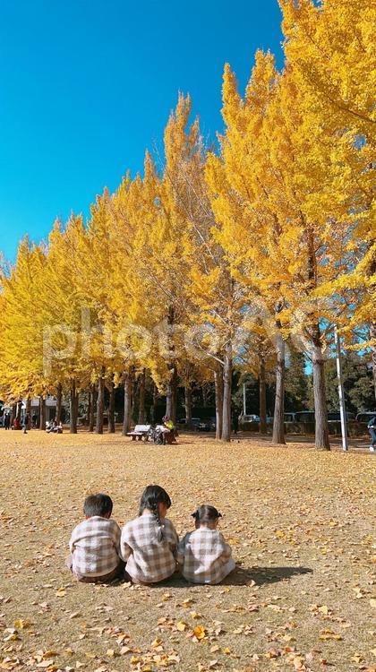 いちょう並木と子ども いちょう並木,いちょう,秋の写真素材