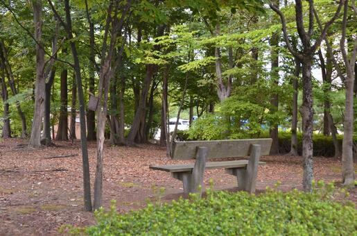 秋の公園 秋,公園,ベンチの写真素材