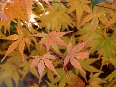 【紅葉写真】美しい紅葉風景 モミジ,紅葉,晩秋の写真素材