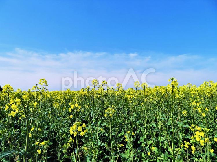 北海道　菜の花畑 北海道,春,夕張郡の写真素材