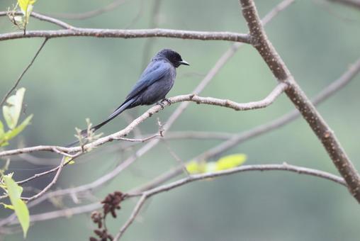 ハイイロオウチュウの写真