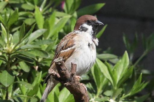 すずめ止まり木 動物,鳥類,野鳥の写真素材