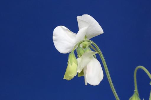 スイートピーの花 スイートピーの花の写真