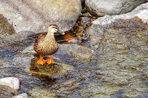 鴨の水辺 鴨の水辺の写真