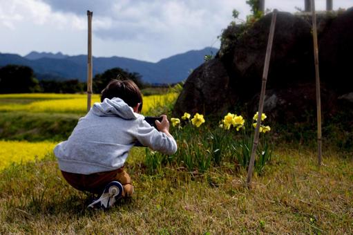 <素材>ラッパスイセンの花を撮る男の子 <素材>ラッパスイセンの花を撮る男の子 子供,ラッパスイセン,スマホの写真素材