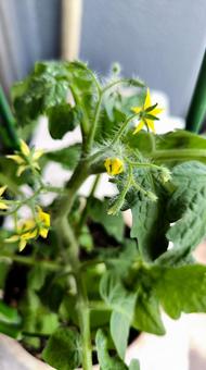 ミニトマトの花 ミニトマトの花の写真