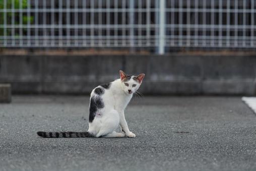 こちらをじっと見つめる牛柄猫 牛柄猫,cawcat,ハチワレ猫の写真素材