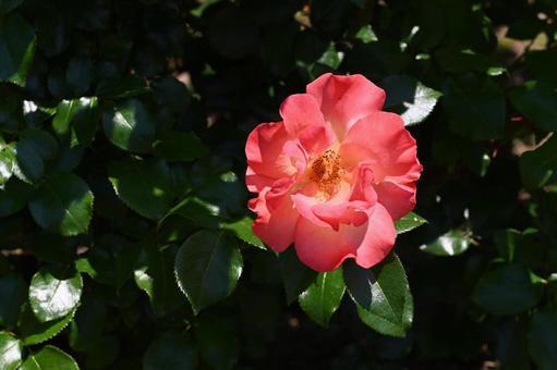 Red roses taken at Maebashi Rose Garden, JPG Red roses taken at Maebashi Rose Garden, JPG