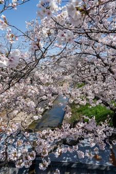 Photo, cherry blossoms, spring, landscape, 