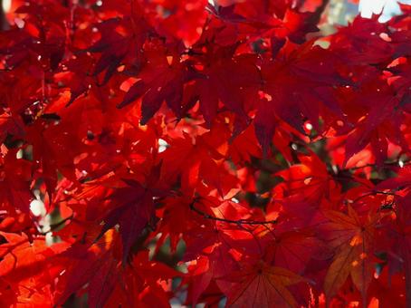 日の当たるモミジ イロハモミジ,日光,青空の写真素材