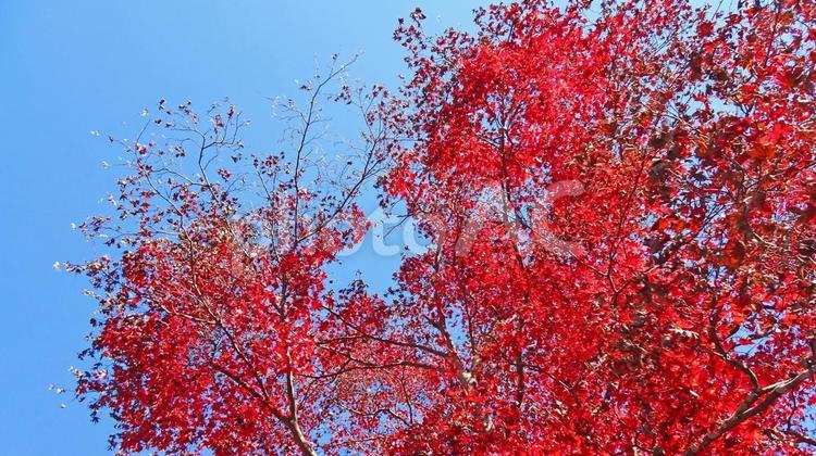樹木と空・紅葉 紅葉,カエデ,モミジの写真素材