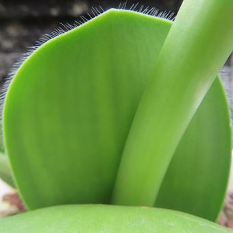 マユハケオモト（ハエマンサス） マユハケオモト,ハエマンサス,花の写真素材