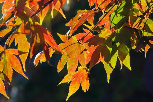 光に透ける紅葉したモミジ 紅葉,秋,もみじの写真素材