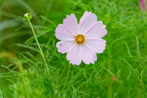 薄桃色のコスモスと蜘蛛の巣 薄桃色のコスモスと蜘蛛の巣 コスモス,花,薄桃色の写真素材