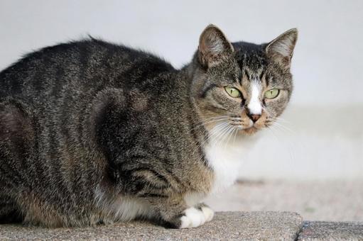 Cat sitting on a block, JPG