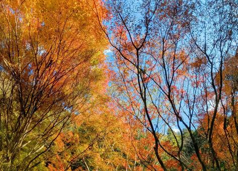 紅葉-130 もみじ,秋色,秋イメージの写真素材