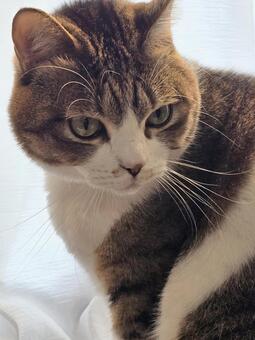 窓ぎわの猫 猫,ネコ,キジトラの写真素材